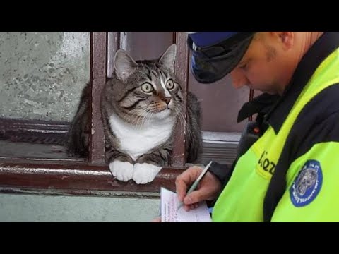 Cute CATS And OWNERS Awesome Friendship – Funny Animal Videos 2023 😅