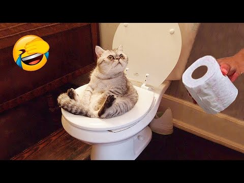 Try Not To Laugh Animals : Funniest Cat – Dogs Videos #63 | Funny Animal Videos