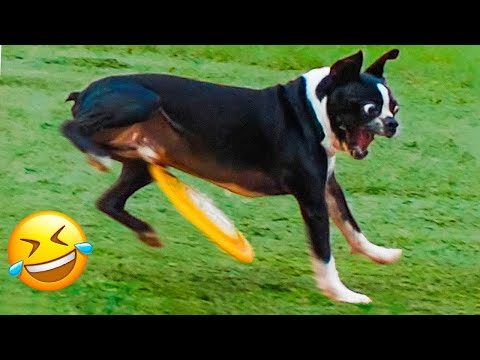 Can't Stop Laughing: Hilarious Dogs Reaction Videos 🐶😹| Pets Island