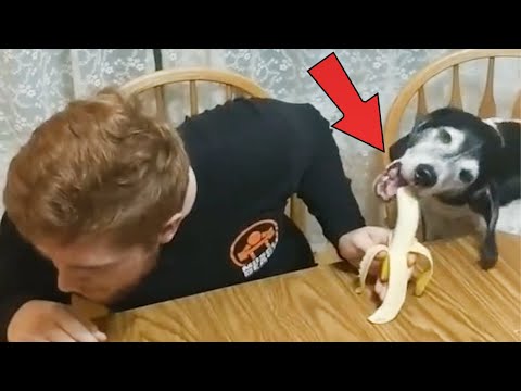 When your soulmate is not only human –  Funny  Dog and Owner