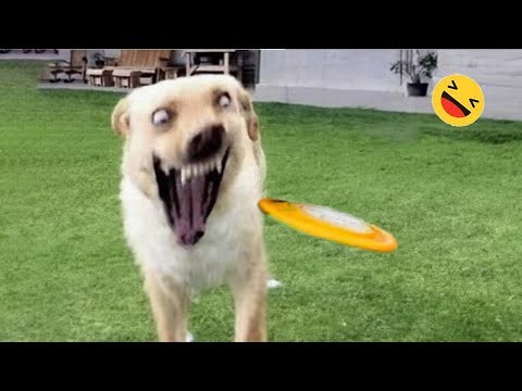 Funniest Dogs And Cats Videos 😅 – Best Funny Animals Videos 2023😇 #6