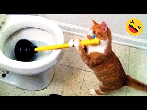 Funniest Dogs And Cats Videos 😅 – Best Funny Animals Videos 2023😇 #5