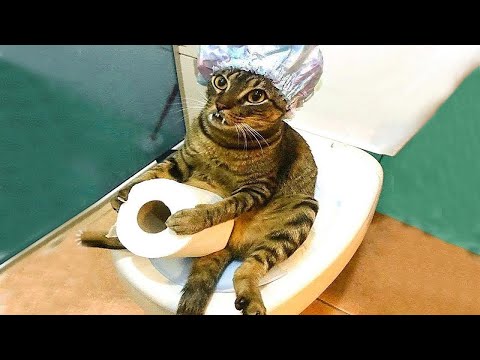 Try Not To Laugh Animals : 1 Hour of Funniest Cat Videos #26 | Funny Animal Videos