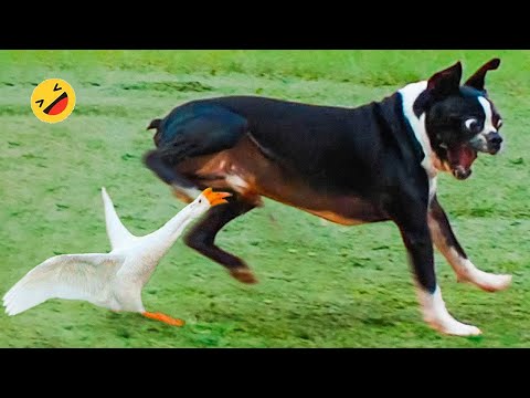 Funniest Animals Videos 😅 – Best Funny Dogs And Cats Videos 2023😇 #1