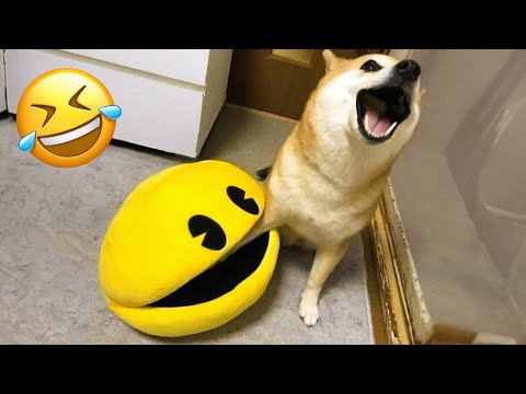 Funny Animal Videos 2023 😅 – Funniest Dogs and Cats Videos 😁 #15