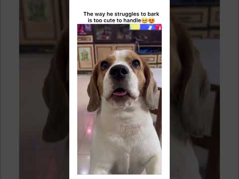 Beagle forgot how to bark #beagle #dog #cutestdogever #mustwatch #funnydogvideos #doodle #dogbark