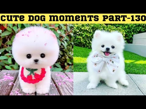 Cute dog moments Compilation Part 130| Funny dog videos in Bengali