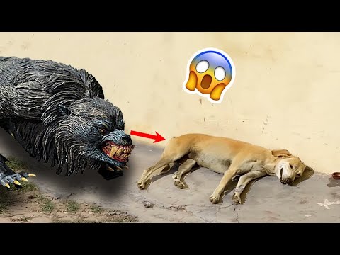 Dogs Are Confused About This Life 🐶😹 – Funniest Animals Reaction 2023 | Pets Island