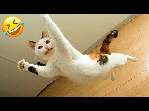Funny Cats And Dogs Videos ๐คฃ – Funniest Animal Videos 2023! ๐ฅฐ