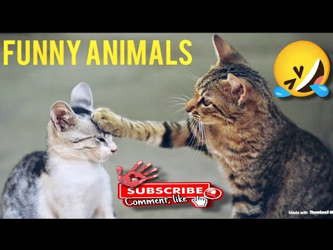 Funny Animals Compilation😂Funny Animal Videos🥺Funny Cats @Funnycatsalva