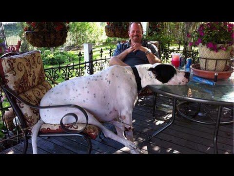 When you need a dog for protection but get a comedian – Funny Animals 2023