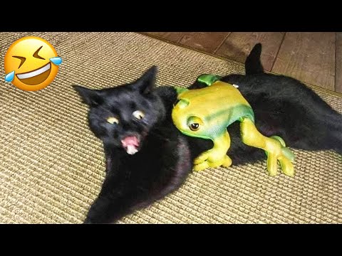 Funniest Animal Videos 😂 – Funny Cats invited to the Dog Party #20