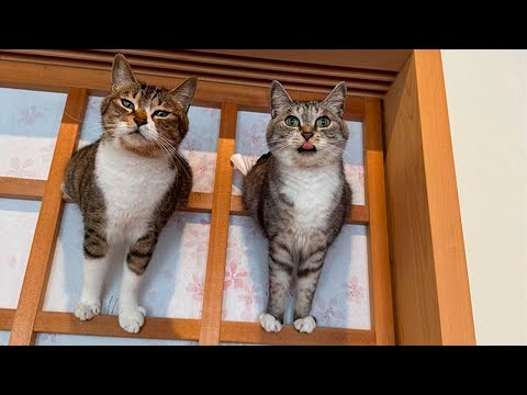 Best Funny Animal Videos Of The 2023 🤣 – Funniest Cats And Dogs Videos 😺😍