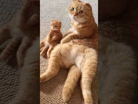 Funny animals 2023😆 – Funniest Cats and Dogs Video🐕🐈239 #shorts