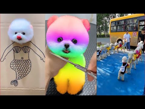 Funny and Cute Dog Pomeranian 😍🐶| Funny Puppy Videos #361