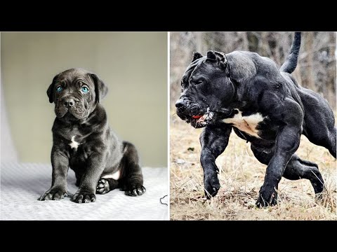 Protection Dogs Are Badass | Animal Transformation Video