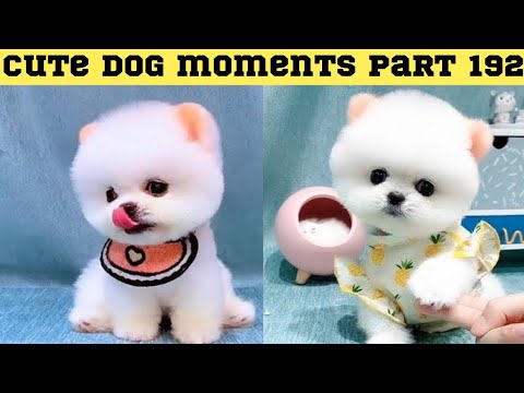 Cute dog moments Compilation Part 192| Funny dog videos in Bengali