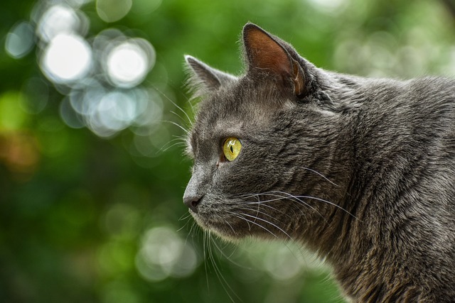 Top Tips To Help You Make The Best Choices For Your Cat