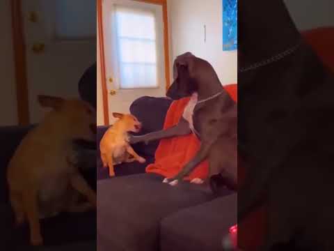 Funny Animal Videos Of The Day 0079! 😂😂😺🐶