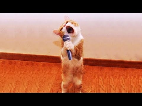 New Funny Animals 😂 Funniest Cats and Dogs Videos 😺🐶 Part 18