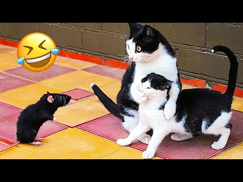 Funny Animal Videos 2023 😇 – Funniest Dogs and Cats Videos 😁 #7