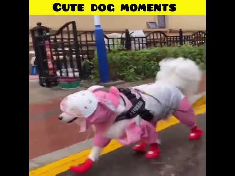 Cute dog moments | Part-224| funny dog videos in Bengali| #shorts #shortvideo #funny