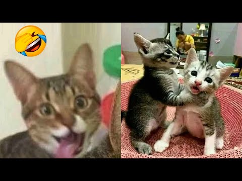 2 HOUR FUNNY CATS COMPILATION 2023😂 Cute and Funny Cat Videos to Keep You Smiling! 😻 #40