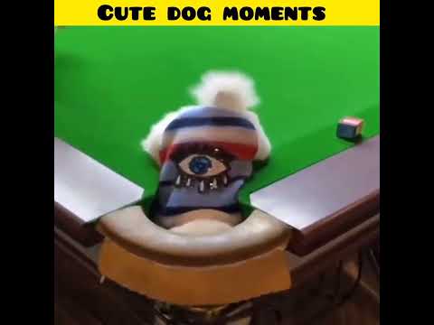 Cute dog moments | Part-193| funny dog videos in Bengali| #shorts #shortvideo #funny