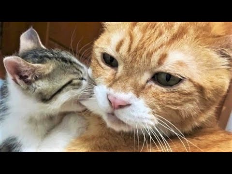 Funny animals – Funny cats / dogs – Funny animal videos 294
