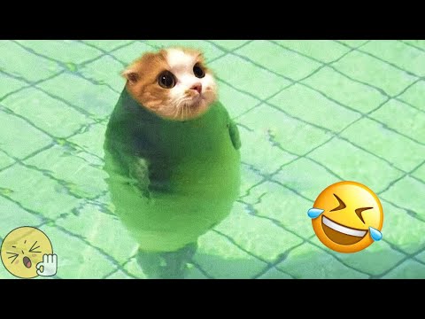 Funny Animal Videos 2023 😆 Funniest Cats And Dogs Video 😺🤣 #15