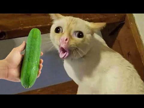 Funniest Animals 😂 New Funny Cats and Dogs 2023 🤣 Part 20