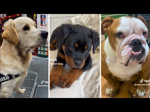 Funny Dog Videos 2023 😅 Funniest Puppy Videos