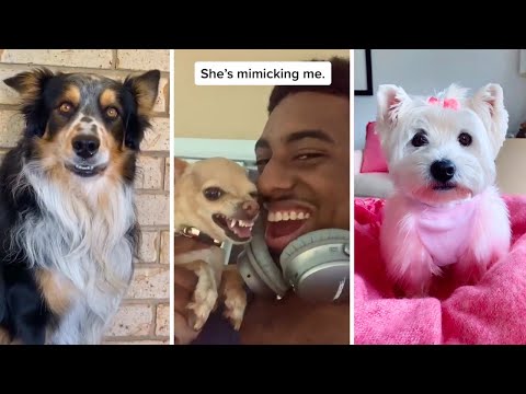 Funniest Dog Videos and Memes 2023 😂