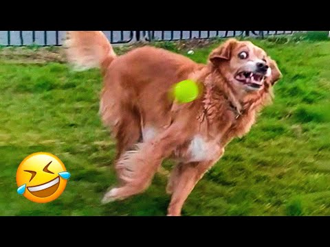 Funniest Dogs Reaction 🐶😹 – Funniest Animals 2023 | Pets Island