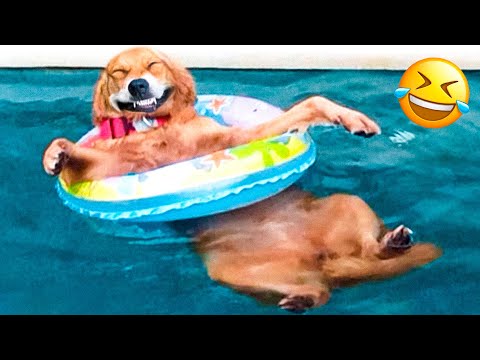 Funny Animal Videos 2023 😇 – Funniest Dogs and Cats Videos 😅 #16