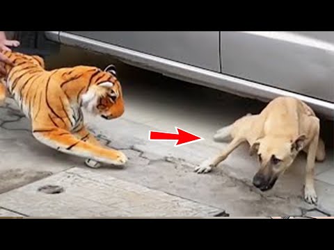 1 Hour Of Funny Dog ! The Funniest Dog Video of All Time?