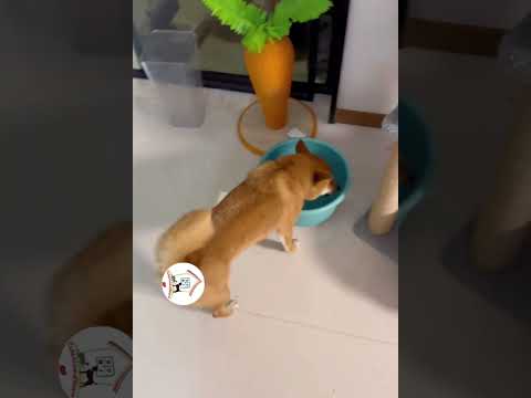 LOL, Latest Funny Dog Videos Best Funny Dog Shorts Clips 🐶😂😂 -EPS730