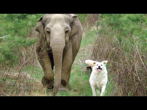 When my dog brings home a friend 🤣Funniest Animals 2023