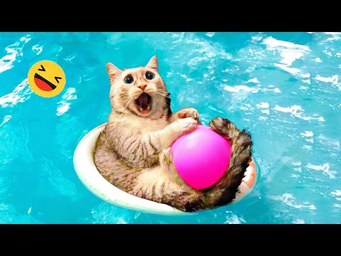 Funny Dogs And Cats Videos 2023 😅 – Best Funniest Animal Videos Of The Month 🥰👌 #3