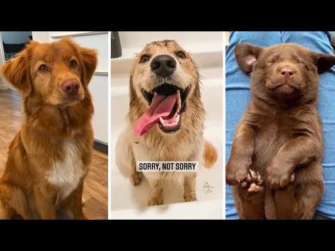 Funniest Dogs 😅 Funny Puppy Videos 😇 (2023)