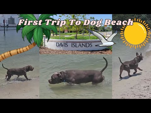 First Trip To Davis Island Dog Beach ⛱️  Tampa FL | 🐾🐕❤️ #bullybreed #funnydogvideos #dogs