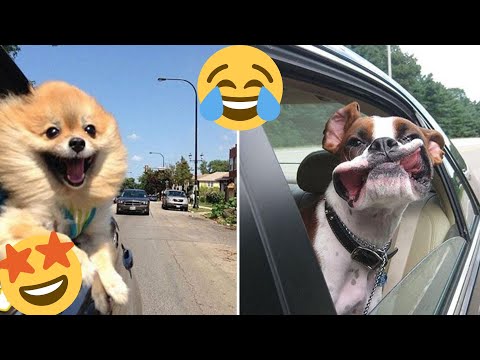 Funniest Animals Videos 2023 😁Best Funny Dogs And Cats 😁Videos#62