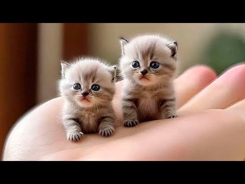 Best Funny Animal Videos Of The 2023 🤣 – Funniest Cats And Dogs Videos 😺😍