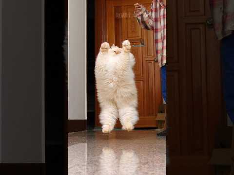 Funny animals 2023😆 – Funniest Cats and Dogs Video🐕🐈252 #shorts