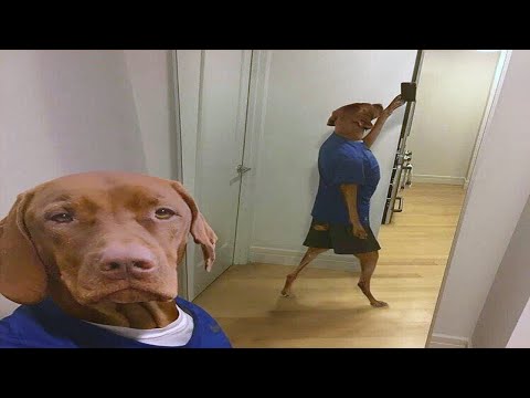 Funniest Animals Videos 2023 😹 Try Not To Laugh Funny Dogs And Cats