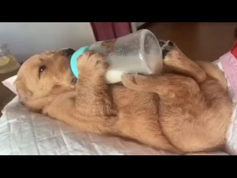 Funny and Cute Golden Retriever Videos That Will Change Your Mood For Good – Cutest Golden Retriever