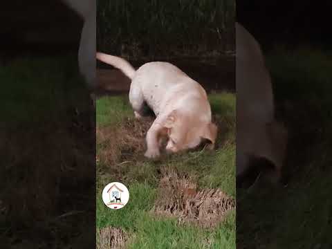 LOL, Funny Dogs Moments Latest Funny Dog Shorts Videos Compilations 🐶😂😂 -EPS707