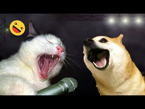 Funniest Dogs And Cats Videos 😅 – Best Funny Animals Videos 2023😇 #8