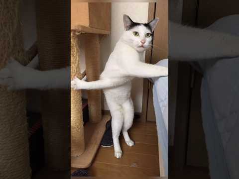 Funny animals 2023😆 – Funniest Cats and Dogs Video🐕🐈270 #shorts