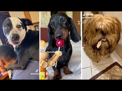 Ultimate Funny Dogs Compilation! 🐕 Most Viral DOGS on the internet! 🥰